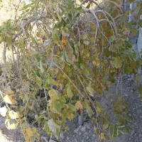 فروش-و-تهاطر-باغ-پشت-اصغراباد-جنب-سیلو