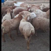 فروش اوتاق توغلو