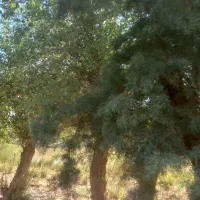 جوجه قناری