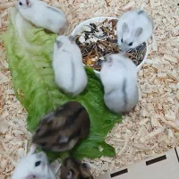 همستر مینی نژاد کمپل بند انگشتی