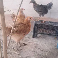 جوجه گلپایگان