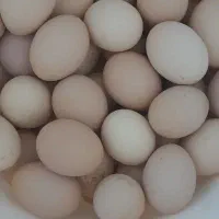 تخم مرغ محلی