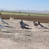 کفتر