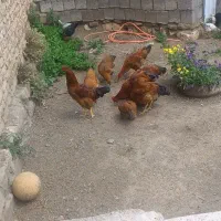 فروش مرغ و خروس و بوقلمون