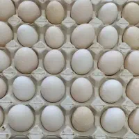 فروش تخم مرغ قیمت روز