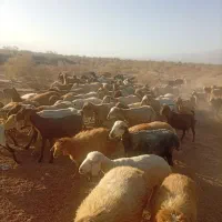سلام تعداد 100راس گوسفند  نژاد دار درجه یک
