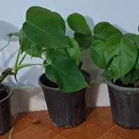 گلهای زیای آپارتمانی