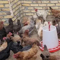 مرغ تخمگذار