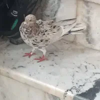 کفتر|پرنده|آشخانه, |دیوار