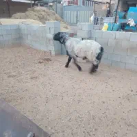 قوچ بختیاری