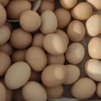 سلام تخم مرغ محلی تو باغچه نگهداری میشه ارگانیک