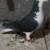 ساده سیاه نر‌ مست‌‌ پرشی