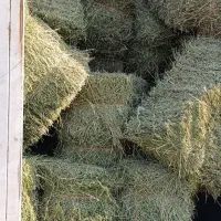 یونجه خوزستان خوراک دام