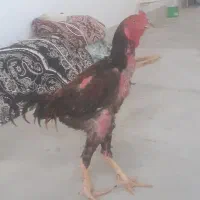 انواع نژاد جوجه