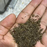 زیره سیاه درجه یک