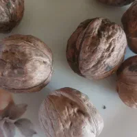 گردو|خوردنی و آشامیدنی|همدان, |دیوار