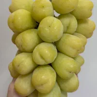 نهال گلابی|خدمات باغبانی و درختکاری|اسلامشهر, شهرک مفیدی|دیوار