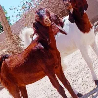 دوتا کهره مری لنگ سه تایی چاق