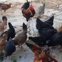 فروش مرغ محلی و خروس