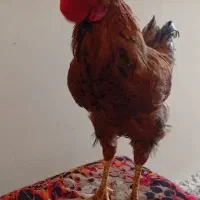 خروس