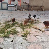 مرغ و خروس