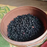 تمشک جنگی