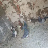 هفت کبوتر نر نابلد