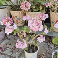 گل طبیعی|گل و گیاه طبیعی|اهر, |دیوار