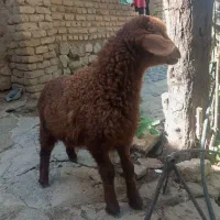بره ماده
