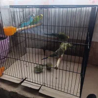 مرغ عشق بشرط جوجه