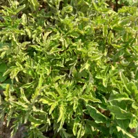 نشا|خدمات باغبانی و درختکاری|گوگان, |دیوار