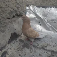 ساری نر|پرنده|اردبیل, |دیوار