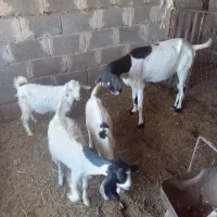 بز پاکستانی با ۳عدد کره