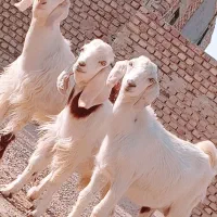 سه.کهره.نر مری