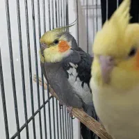 عروس هلندی جفت