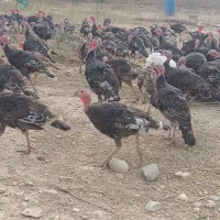 جوجه بوقلمون 3ماه