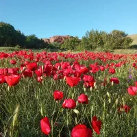 آپارتمان