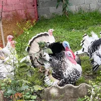 بوقلمون رویال پالم