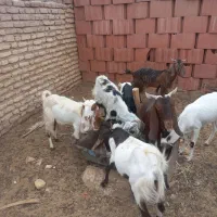گوسفند نر و ماده ( شهداد )