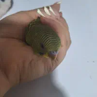 مرغ عشق