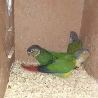 30 جفت گرینچیک با تست طوطی جوجه آبی