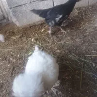 یک جفت جوجه سلطان