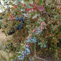 زرشک سیاه