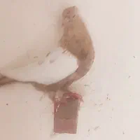 کبوتر  سرحال و پرشی  ۴ عدد
