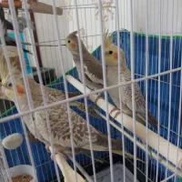 عروس هلندی جفت