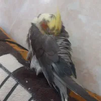 عروس هلندی مون گم شده