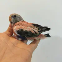 جوجه طوطی بورک برزیلی نئوفما لاوبرد راهب گرینچیک