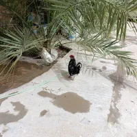 خروس