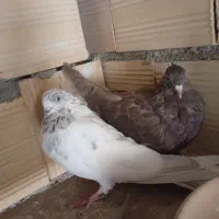 کبوتر