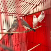 فنچ نرگسی|پرنده|بجنورد, |دیوار